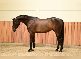 Zangersheide, Ruin, 6 Jaar, 167 cm, Donkerbruin