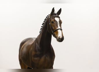 Zangersheide, Ruin, 6 Jaar, 168 cm, Bruin