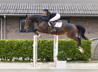 Zangersheide, Ruin, 6 Jaar, 168 cm, Bruin