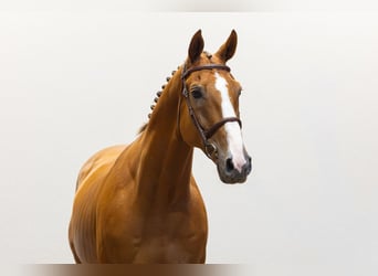 Zangersheide, Ruin, 6 Jaar, 168 cm, Donkere-vos