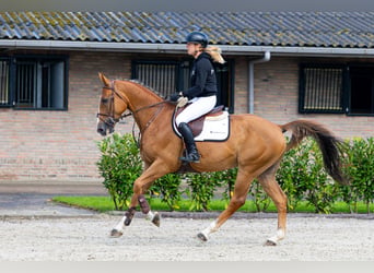 Zangersheide, Ruin, 6 Jaar, 168 cm, Donkere-vos