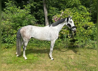 Zangersheide, Ruin, 6 Jaar, 169 cm, Schimmel