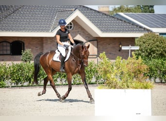 Zangersheide, Ruin, 6 Jaar, 170 cm, Bruin