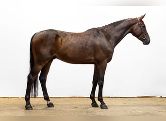 Zangersheide, Ruin, 6 Jaar, 170 cm, Bruin