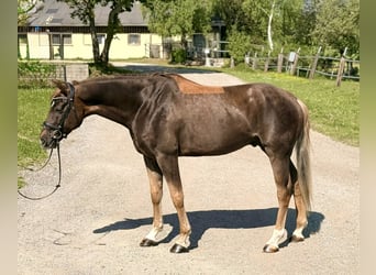 Zangersheide, Ruin, 6 Jaar, 170 cm, Donkere-vos