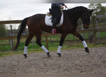 Zangersheide, Ruin, 6 Jaar, 172 cm, Bruin