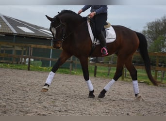 Zangersheide, Ruin, 6 Jaar, 172 cm, Bruin
