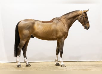 Zangersheide, Ruin, 6 Jaar, 172 cm, Bruin