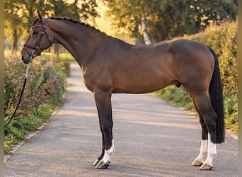 Zangersheide, Ruin, 6 Jaar, 172 cm, Donkerbruin