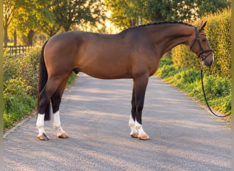 Zangersheide, Ruin, 6 Jaar, 172 cm, Donkerbruin
