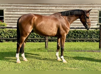 Zangersheider, Wallach, 6 Jahre, 173 cm, Brauner