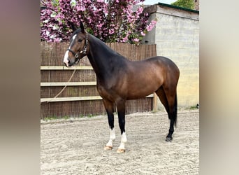 Zangersheide, Ruin, 6 Jaar, 173 cm, Bruin