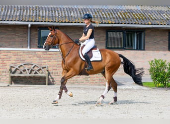 Zangersheide, Ruin, 6 Jaar, 173 cm, Bruin