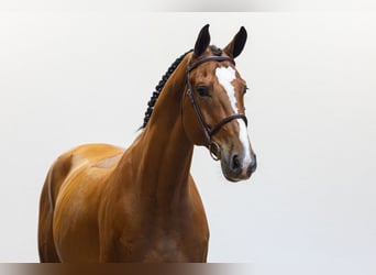 Zangersheide, Ruin, 6 Jaar, 173 cm, Bruin