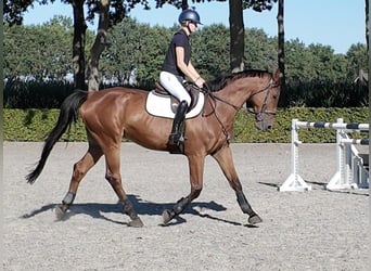 Zangersheide, Ruin, 6 Jaar, 173 cm