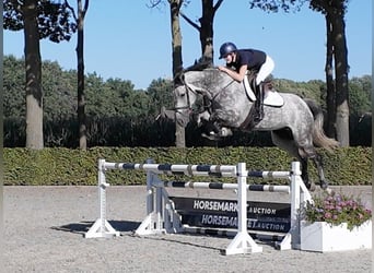 Zangersheide, Ruin, 6 Jaar, 175 cm, Bruin