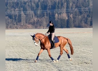 Zangersheide, Ruin, 6 Jaar, 176 cm, Vos