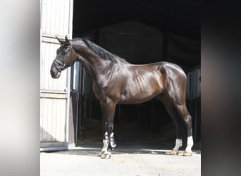 Zangersheide, Ruin, 6 Jaar, 183 cm, Zwart