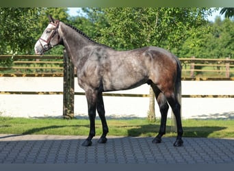Zangersheide, Ruin, 6 Jaar, Schimmel