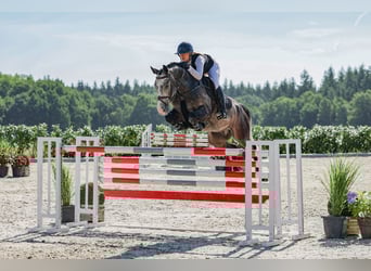 Zangersheide, Ruin, 6 Jaar, Schimmel