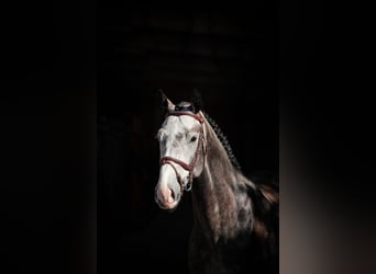 Zangersheide, Ruin, 6 Jaar, Schimmel
