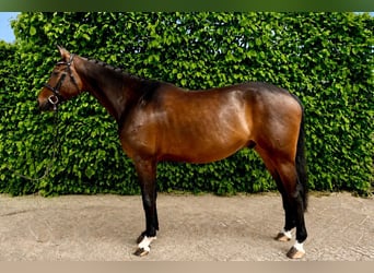 Zangersheide, Ruin, 6 Jaar, Zwartbruin