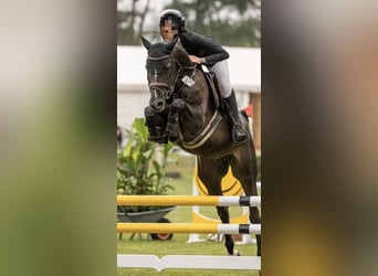 Zangersheide, Ruin, 7 Jaar, 160 cm, Zwartbruin