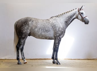 Zangersheide, Ruin, 7 Jaar, 165 cm, Schimmel