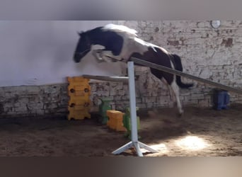 Zangersheide, Ruin, 7 Jaar, 167 cm, Gevlekt-paard