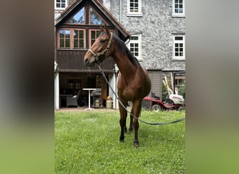 Zangersheide, Ruin, 7 Jaar, 168 cm, Bruin