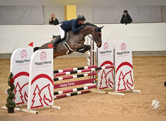 Zangersheide, Ruin, 7 Jaar, 168 cm, Bruin