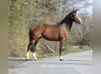 Zangersheide, Ruin, 7 Jaar, 170 cm, Bruin