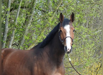 Zangersheide, Ruin, 7 Jaar, 170 cm, Bruin