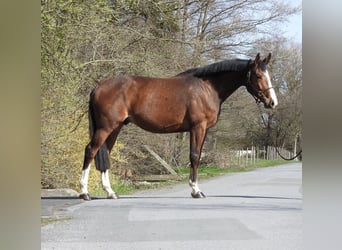 Zangersheide, Ruin, 7 Jaar, 170 cm, Bruin