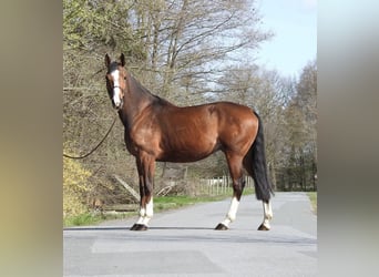 Zangersheide, Ruin, 7 Jaar, 170 cm, Bruin