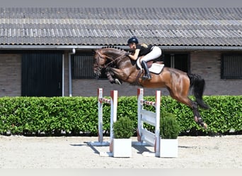 Zangersheide, Ruin, 7 Jaar, 170 cm, Bruin