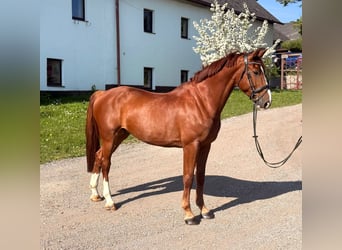 Zangersheide, Ruin, 7 Jaar, 170 cm, Vos