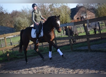 Zangersheide, Ruin, 7 Jaar, 172 cm, Donkerbruin