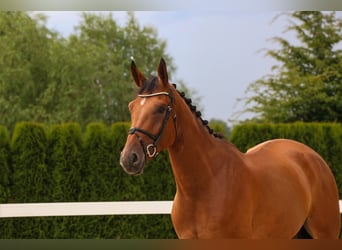 Zangersheide, Ruin, 7 Jaar, 174 cm, Bruin