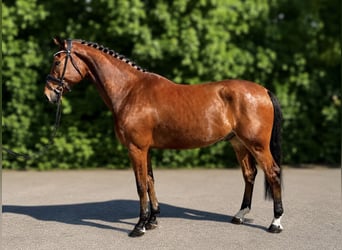 Zangersheide, Ruin, 7 Jaar, 178 cm, Bruin