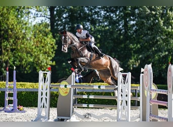 Zangersheide, Ruin, 7 Jaar, 180 cm, Donkerbruin