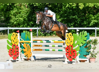 Zangersheide, Ruin, 7 Jaar, 180 cm, Donkerbruin