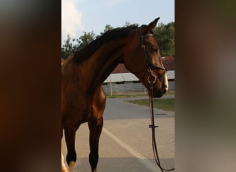 Zangersheide, Ruin, 7 Jaar, 180 cm, Donkerbruin