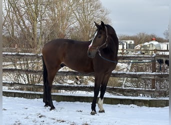 Zangersheide, Ruin, 7 Jaar, 182 cm, Donkerbruin