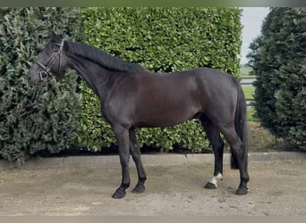 Zangersheide, Ruin, 8 Jaar, 164 cm, Zwart