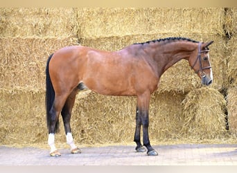 Zangersheide, Ruin, 8 Jaar, 165 cm, Bruin