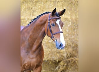 Zangersheide, Ruin, 8 Jaar, 165 cm, Bruin