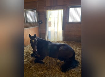 Zangersheide, Ruin, 8 Jaar, 168 cm, Donkerbruin