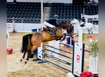 Zangersheide, Ruin, 8 Jaar, 173 cm, Bruin