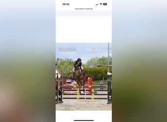 Zangersheide, Ruin, 8 Jaar, 173 cm, Donkere-vos